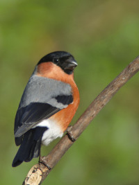 Parque Ambiental do Alambre